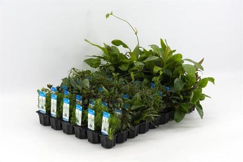 Mix pakket voorgrond 6 stuks - 5cm pot - aquariumplanten, Dieren en Toebehoren, Vissen | Aquaria en Toebehoren, Nieuw, Ophalen of Verzenden