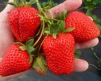 Aardbeien planten nu verkrijgbaar extra volle planten, Lente, Volle zon, Minder dan 100 cm, Ophalen of Verzenden