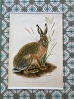 Willi Tismer - Feldhase - jaren 1950