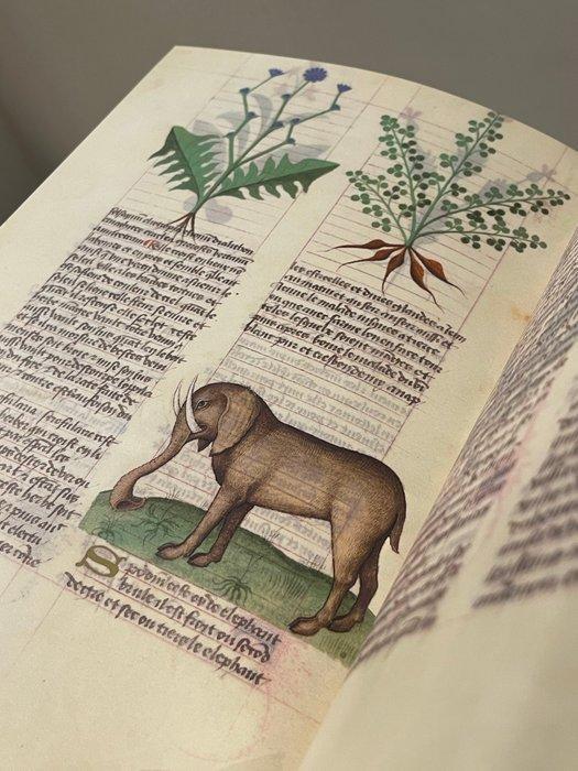 Matthaeus Platearius - Herbolaire Estense - 2008, Antiek en Kunst, Antiek | Boeken en Bijbels