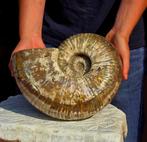 Ammoniet - Gefossiliseerde schelp - HUGE 13.5 kg, Verzamelen