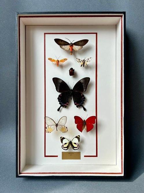 Vlinder Taxidermie volledige montage - Lepidoptera - 39 cm -, Verzamelen, Dierenverzamelingen