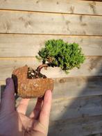 Jeneverbes bonsai (Juniperus) - Hoogte (boom): 9 cm - Diepte