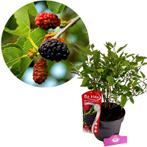 Morus rotundiloba Mojo Berry + pot 19cm, Tuin en Terras, Planten | Fruitbomen, Verzenden, Volle zon