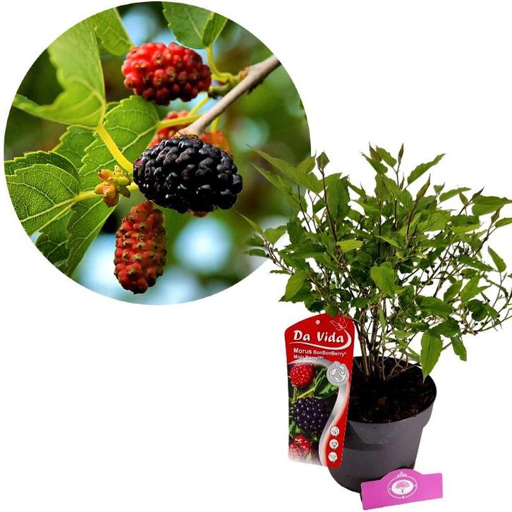 Morus rotundiloba Mojo Berry + pot 19cm, Tuin en Terras, Planten | Fruitbomen, Volle zon, Verzenden
