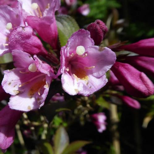 Weigela florida Foliis Purpureis - 30-40 cm, Tuin en Terras, Planten | Tuinplanten, Ophalen of Verzenden