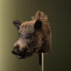 Wild Zwijn Middel Taxidermie Opgezette Dieren By Max, Ophalen of Verzenden, Nieuw, Wild dier, Opgezet dier
