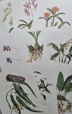 Lot. of 18 sheets - James Bateman / Maxim Gaucci - The