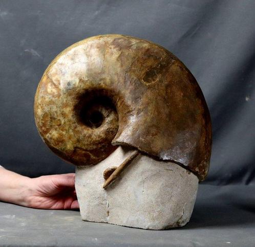 Fijnste Nautiloïde - Op zelfstaande steen - Uitmuntende, Verzamelen, Mineralen en Fossielen