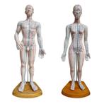 Acupunctuur en meridianen model (man en vrouw), Diversen, Verpleegmiddelen, Nieuw, Verzenden