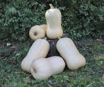 Waldo PMT F1 BIO Flespompoen Butternut 250 zaden - 250 zaden
