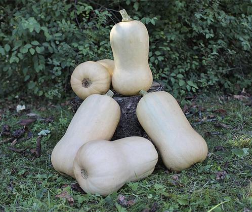 Waldo pmt f1 bio flespompoen butternut 250 zaden -, Hobby en Vrije tijd, Knutselen, Nieuw, Ophalen of Verzenden