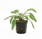 Cryptocoryne Willissii (Aquariumplanten, Aquarium producten), Dieren en Toebehoren, Vissen | Aquaria en Toebehoren, Verzenden