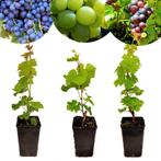 wijndruiven Vitis vinifera Chardonnay Merlot S, Tuin en Terras, Planten | Fruitbomen, Volle zon, Verzenden