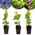 wijndruiven Vitis vinifera Chardonnay Merlot S, Tuin en Terras, Planten | Fruitbomen, Verzenden, Volle zon