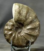 Ongebruikelijke Trias Ammoniet met specifieke sutuurlijnen.