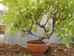 Wisteria bonsai - Hoogte (boom): 40 cm - Diepte (boom): 50
