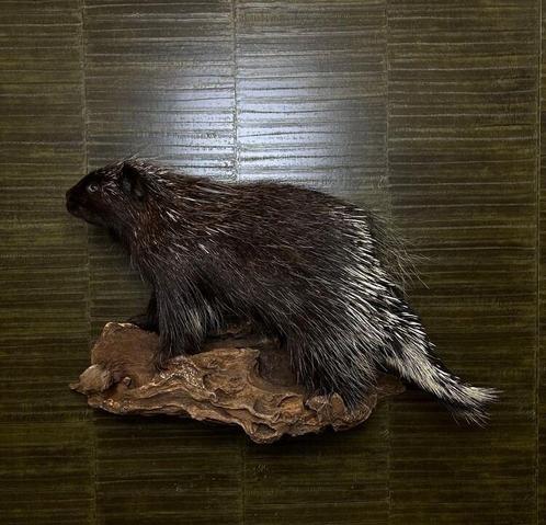 Boomstekelvarken Taxidermie Opgezette Dieren By Max, Verzamelen, Dierenverzamelingen, Opgezet dier, Nieuw, Wild dier, Ophalen of Verzenden