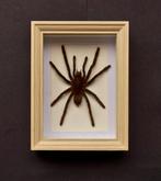 Vogelspin Taxidermie volledige montage - Eurypelme spinicrus, Antiek en Kunst, Curiosa en Brocante