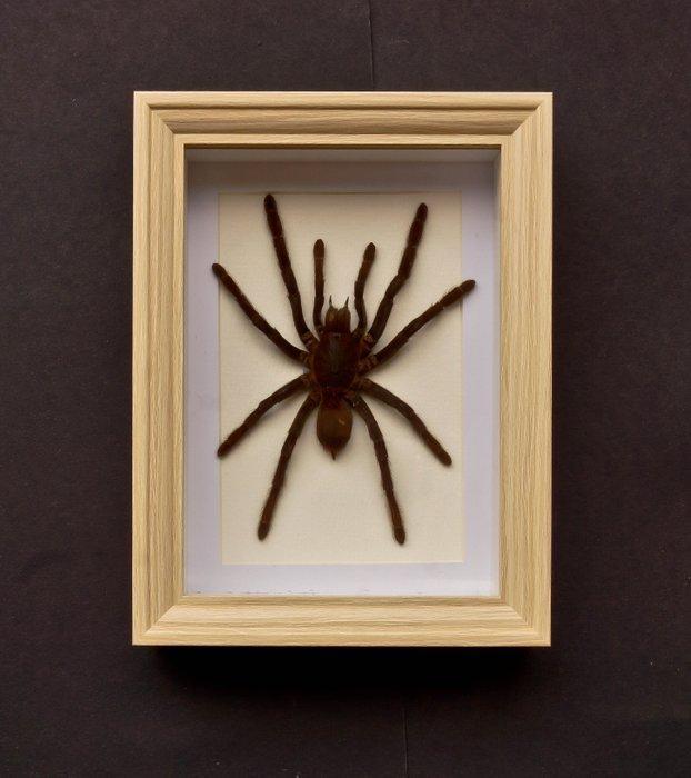 Vogelspin Taxidermie volledige montage - Eurypelme spinicrus, Antiek en Kunst, Curiosa en Brocante