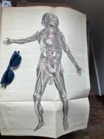 Justus Christian Loder - Anatomische Tafeln zur Beförderung
