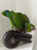 Papegaai Taxidermie volledige montage - Amazona Vinacea -, Verzamelen, Dierenverzamelingen, Nieuw