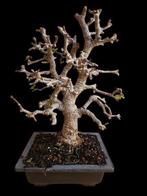 Portulacaria afra Cork Bark - Hoogte (boom): 30 cm -