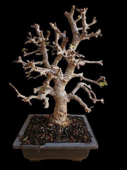 Portulacaria afra Cork Bark - Hoogte (boom): 30 cm -, Antiek en Kunst, Curiosa en Brocante