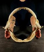 Enorme kaak van de witte haai Taxidermie volledige montage -