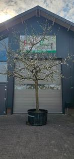 appelboom hoogstam  elstar goudreinette sterappel, In pot