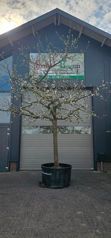 appelboom hoogstam  elstar goudreinette sterappel beschikbaar voor biedingen