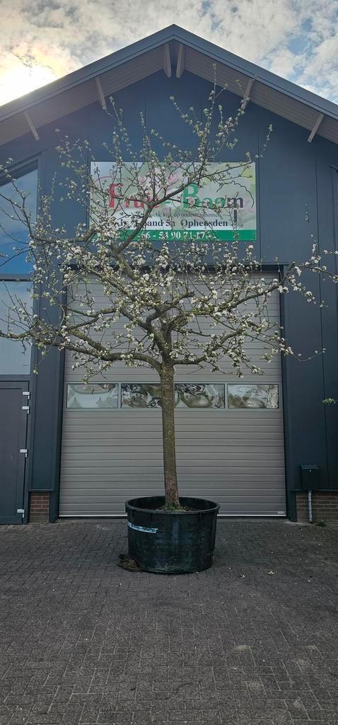 appelboom hoogstam  elstar goudreinette sterappel, Tuin en Terras, Planten | Bomen, In pot