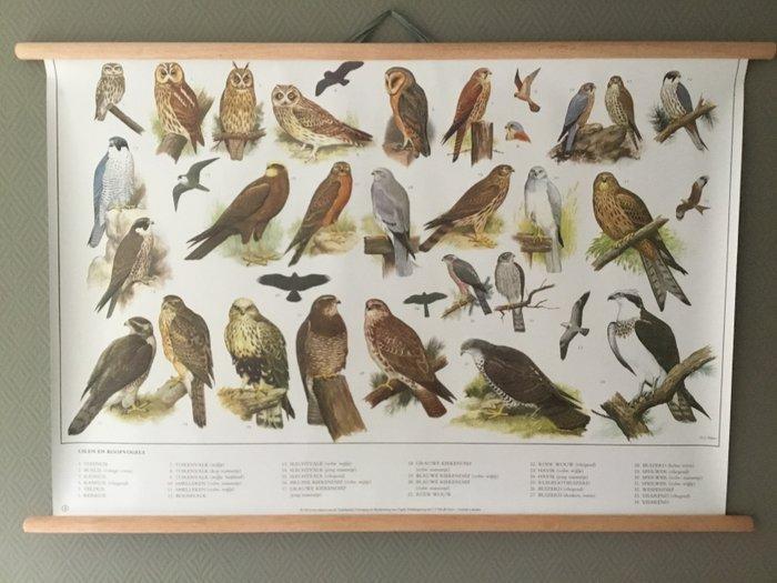 Schoolplaat poster “ Roofvogels en Uilen “ - Slijper -, Antiek en Kunst, Curiosa en Brocante
