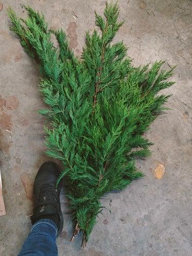 XL bundel conifeer groen vers, Huis en Inrichting, Woonaccessoires | Kunstplanten en Kunstbloemen, Nieuw, Ophalen of Verzenden