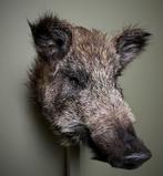 Wild Zwijn Klein Taxidermie Opgezette Dieren By Max, Verzamelen, Ophalen of Verzenden, Nieuw, Wild dier, Opgezet dier