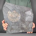 Ammonite Vereniging - Gefossiliseerde schelp - Dactylioceras