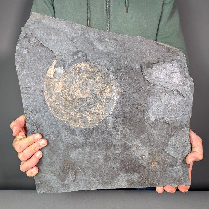 Ammonite Vereniging - Gefossiliseerde schelp - Dactylioceras, Verzamelen, Mineralen en Fossielen