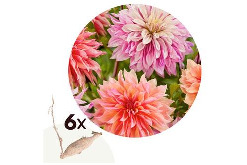 Dahlia Labyrinth - Mix van 6 knollen - Nederland, Huis en Inrichting, Kamerplanten, Verzenden