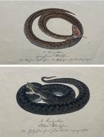 Harald Othmar Lenz - Snakes: Schlangenfunde / Abbildungen