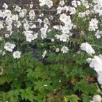 Anemone hybr. Honorine Jobert - Potmaat 9x9 cm, Tuin en Terras, Ophalen of Verzenden