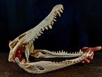 Zeer grote Siamese Krokodil - Schedel van een reptiel -, Verzamelen, Dierenverzamelingen, Nieuw