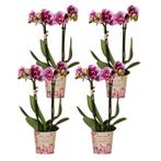 Kolibri Orchids | COMBI DEAL van 4 roze paarse phalaenopsis, Verzenden, Nieuw