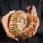 Ammoniet - Gefossiliseerd dier - Douvilliceras sp. - 230 mm, Nieuw