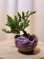 Jeneverbes bonsai (Juniperus) - Hoogte (boom): 10 cm -