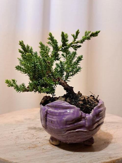 Jeneverbes bonsai (Juniperus) - Hoogte (boom): 10 cm -, Antiek en Kunst, Curiosa en Brocante