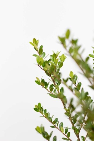 Japanse Hulst / Ilex Crenata Dark Green 20-30cm, Tuin en Terras, Planten | Tuinplanten, Vaste plant, Volle zon, Lente, Verzenden