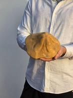 Crinoide - Gefossiliseerd dier - 18.5 cm, Verzamelen