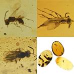 Birmese barnsteen - Fossiele cabochon - Lot of 3 pieces, all