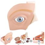 Anatomie model oog, 12-delig, 33x30x38 cm, Nieuw, Verzenden