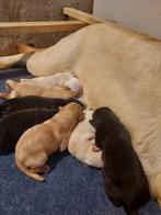 Labrador pups zwart/blond STAMBOOM ERKEND KENNEL HD/ED vrij, Parvo, Nederland, 8 tot 15 weken, Labrador retriever